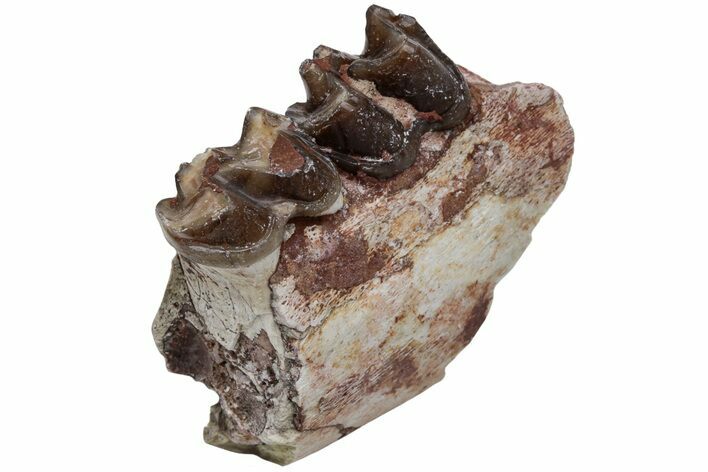 Fossil Horse (Mesohippus) Jaw Section - South Dakota #223363